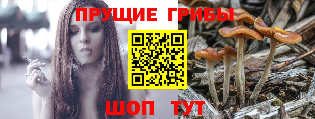 Галлюциногенные грибы Cubensis Заводоуковск